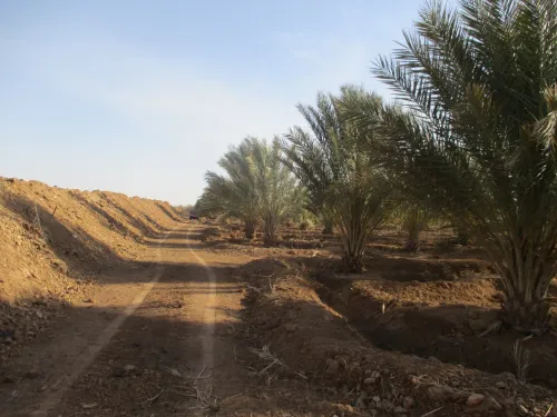 Vente Terrain Agricole Biskra El haouch