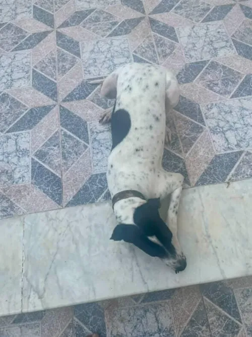 Chien brac français 