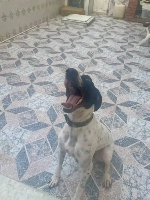 Chien brac français 