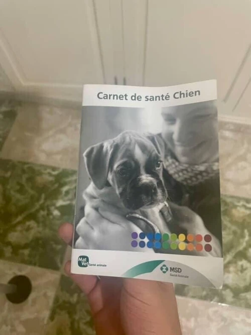 Chien brac français 