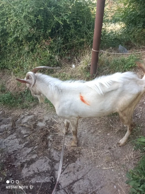 Bouc 
