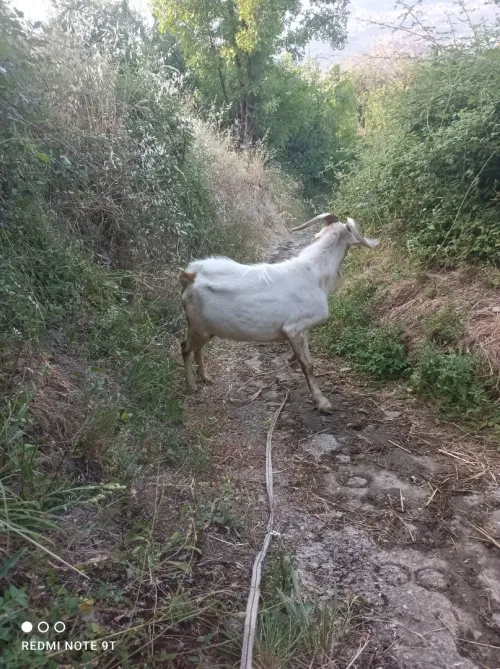 Bouc 