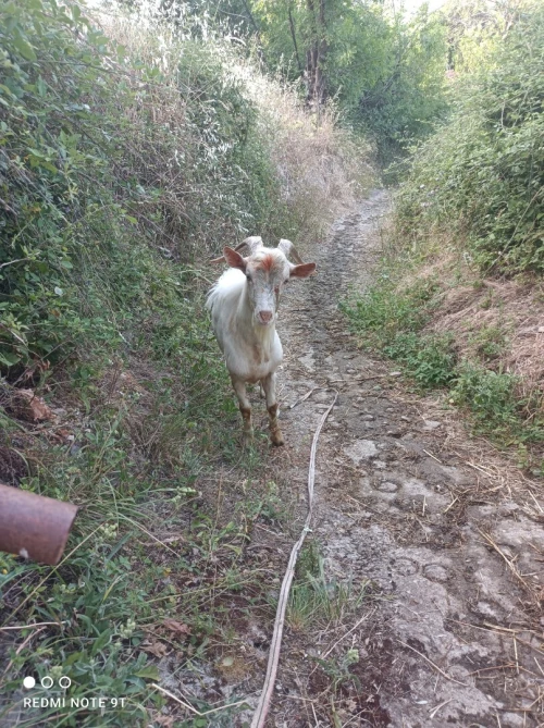 Bouc 
