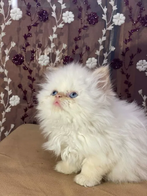 Chaton persan