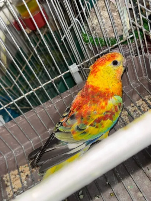 oiseaux corian