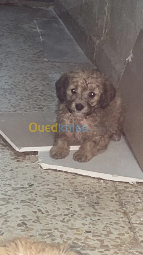 caniche maltais bichon