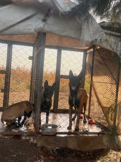 chien malinois