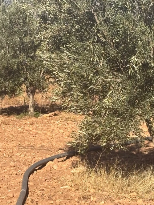 Vente Terrain Tlemcen Maghnia
