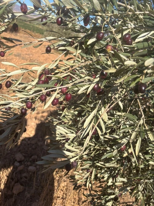 Vente Terrain Tlemcen Maghnia