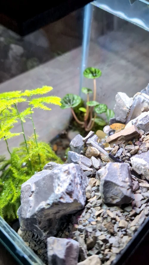 Natural Terrarium (Paludarium) +Elevated Waterfall System