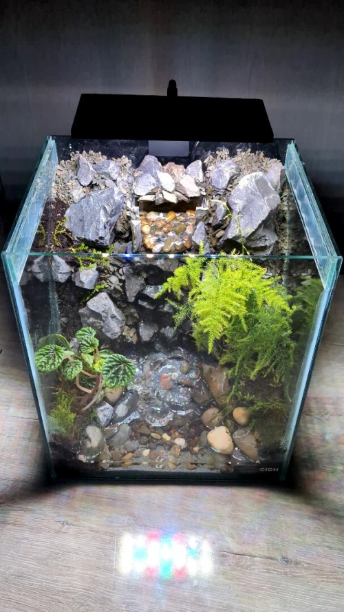 Natural Terrarium (Paludarium) +Elevated Waterfall System