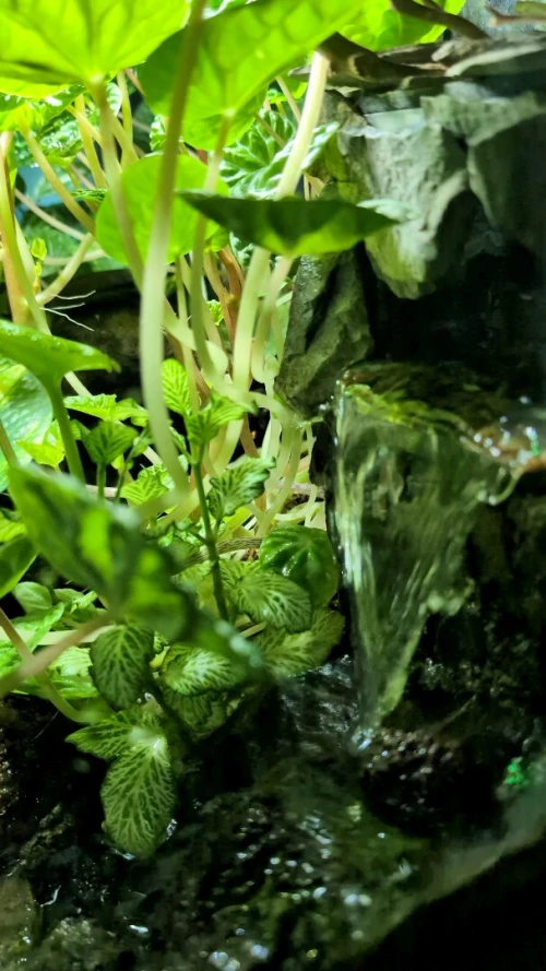 Natural Terrarium (Paludarium) + Waterfall system