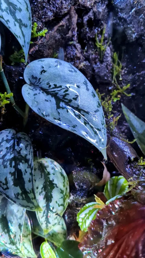 Natural Terrarium (Forest Theme) +RAIN SYSTEM