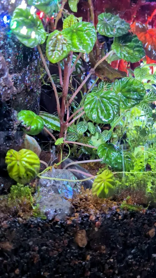 Natural Terrarium (Forest Theme) +RAIN SYSTEM