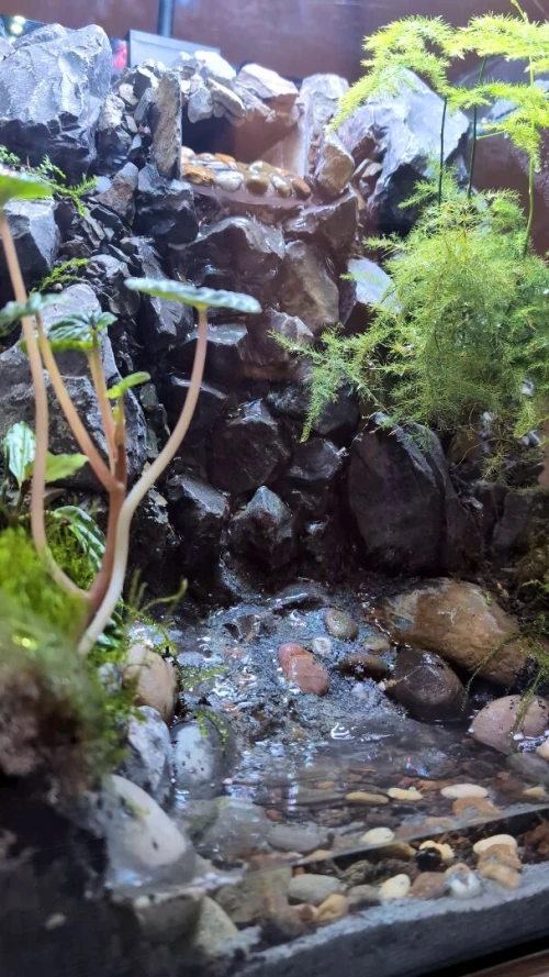 Natural Terrarium (Paludarium) +Elevated Waterfall System