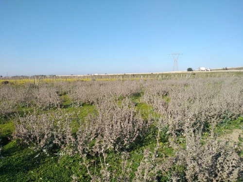 Vente Terrain Boumerdes Hammedi