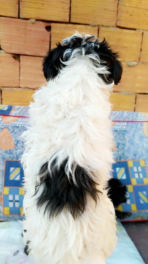 Caniche bichon maltais la pure race