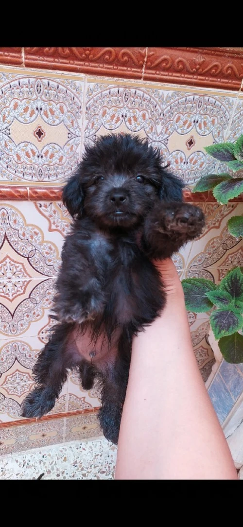 Caniche bichon maltais la pure race 5 doigts
