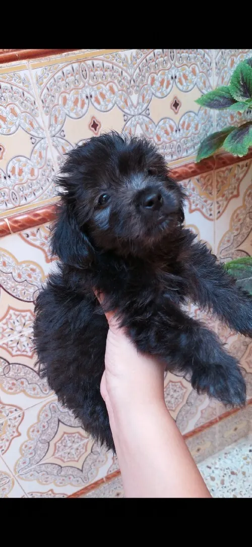 Caniche bichon maltais la pure race 5 doigts