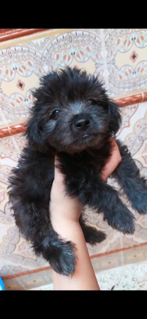 Caniche bichon maltais à vendre à oran 