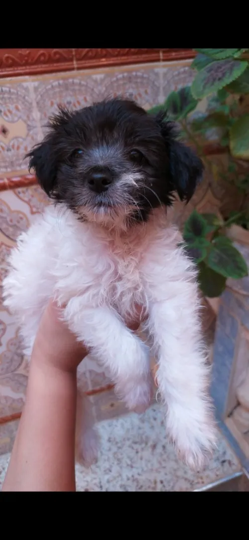 Caniche bichon maltais à vendre à oran 