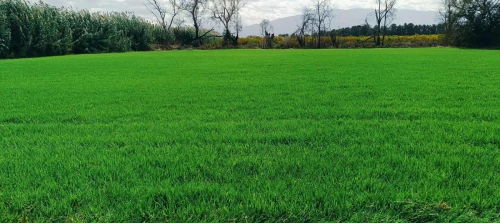 Gazon naturel 
