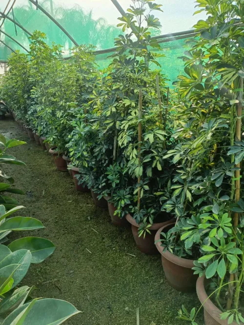 Espace vert et Gazon Naturel 