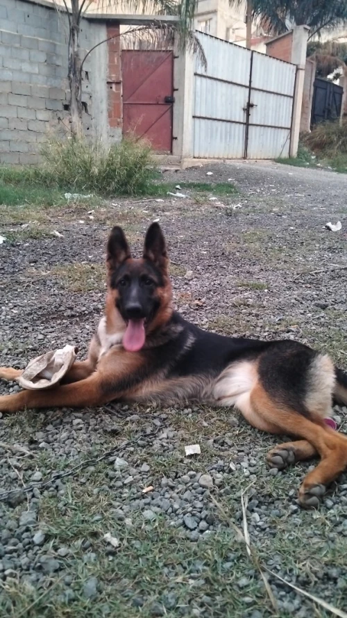 Berger Allemand 6 mois . Femelle .