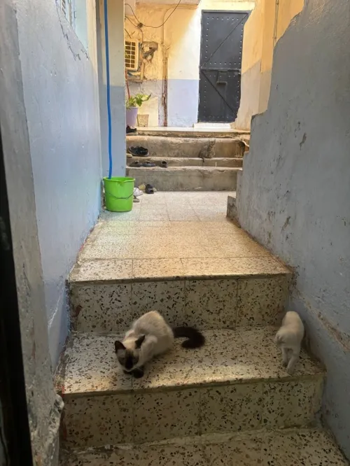 Vente Villa Blida Blida