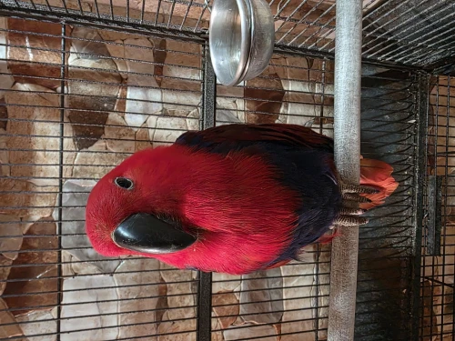 perroquet eclectus