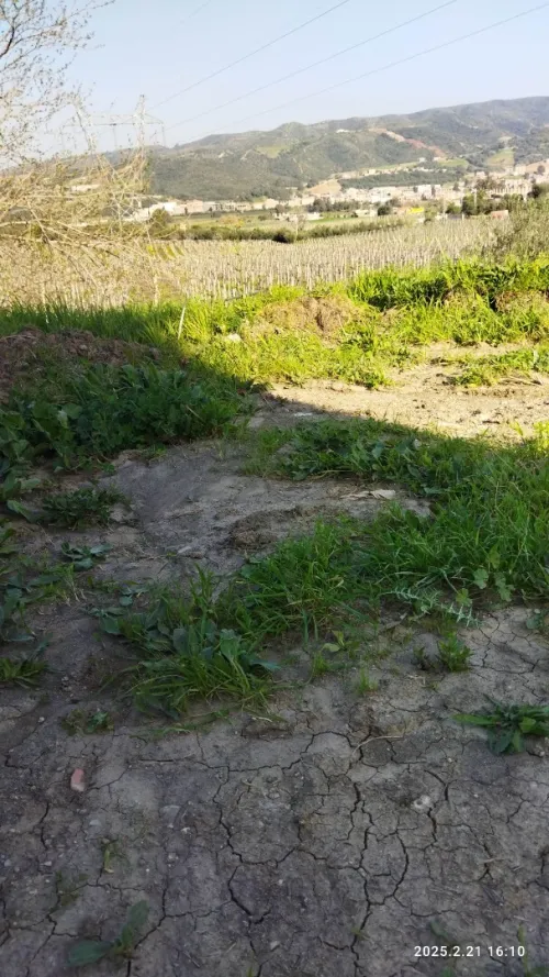 Vente Terrain Boumerdès Ouled moussa