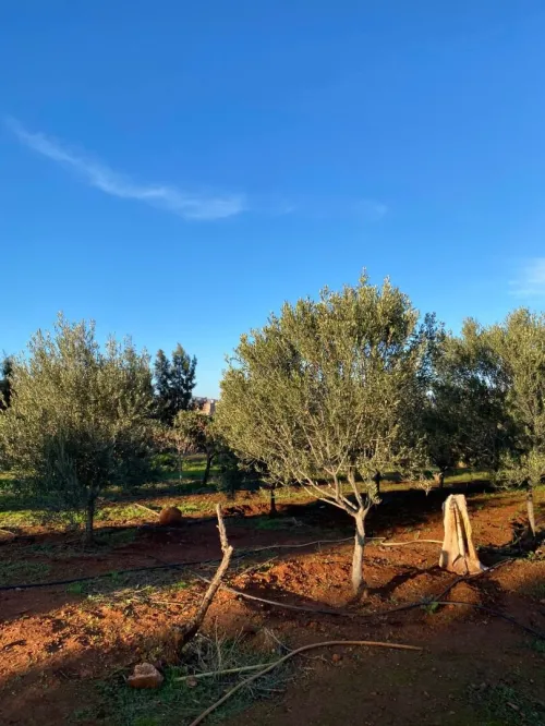 Vente Terrain Aïn Defla El attaf