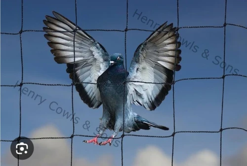 Filet anti pigeon