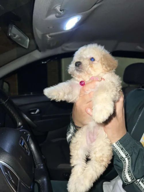 Femmel Chien kanich