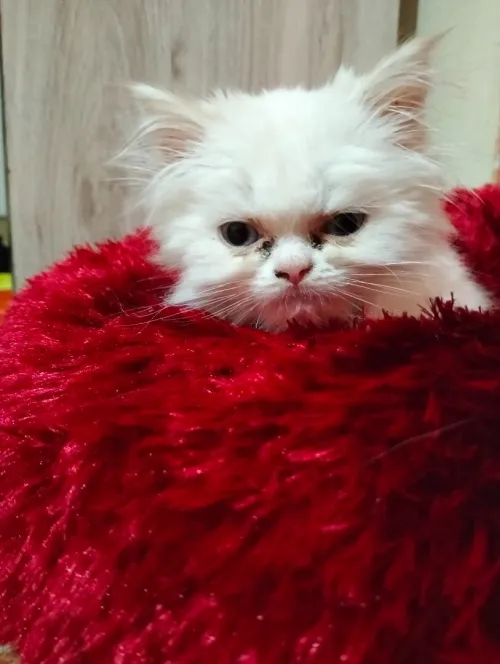 chat persan Mâle blanc 