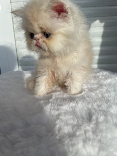 Persan piki face