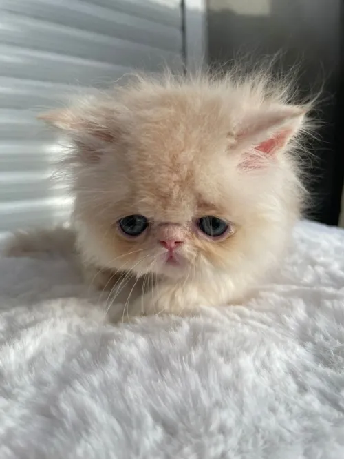 Persan piki face