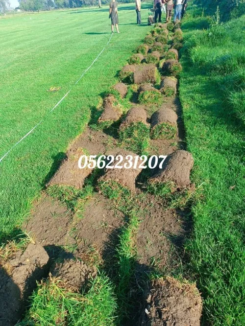 Béton imprimé et Gazon naturel 0562231207