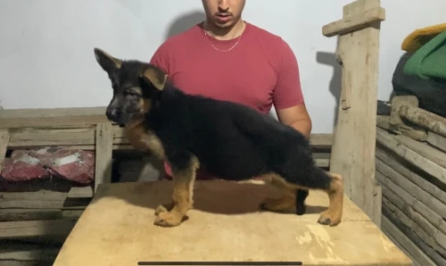 Top femelle Berger Allemand disponible