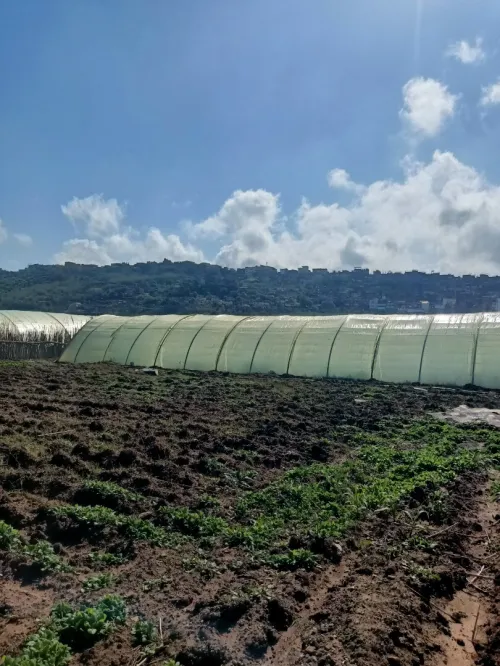 Vente Terrain Agricole Tipaza Fouka