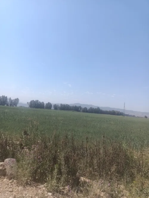 Vente Terrain Agricole Tipaza Sidi rached