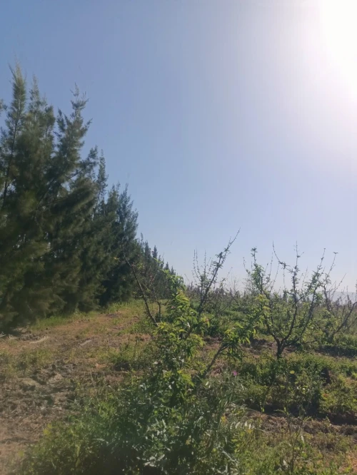 Vente Terrain Agricole Tipaza Attatba