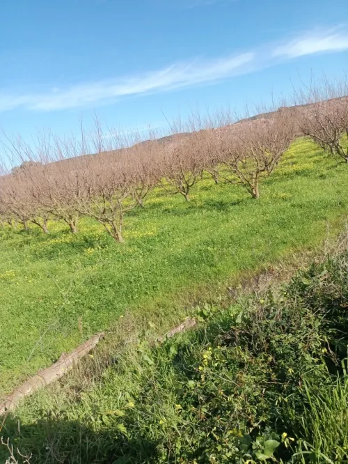 Vente Terrain Agricole Tipaza Attatba
