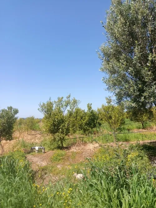 Vente Terrain Agricole Blida Mouzaia