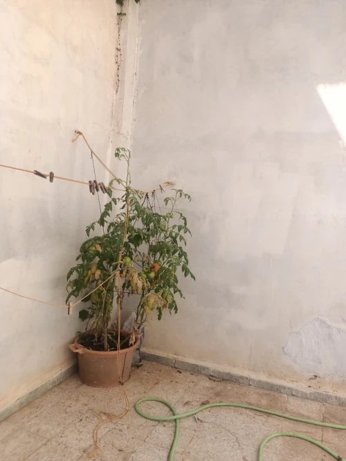 Vente Villa Tipaza Tipaza