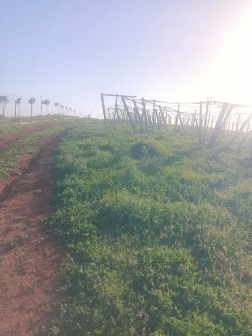 Vente Terrain Agricole Tipaza Tipaza