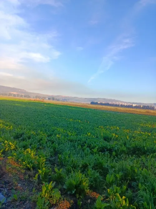 Vente Terrain Agricole Tipaza Sidi rached
