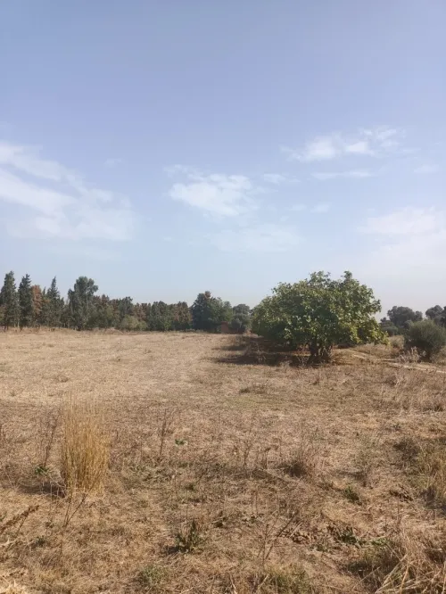 Vente Terrain Tipaza Kolea