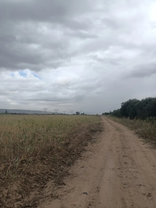 Vente Terrain Agricole Tipaza Attatba