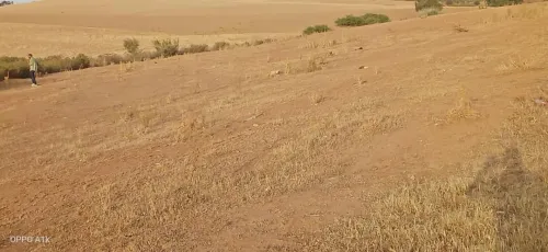 Vente Terrain Aïn Defla Djelida